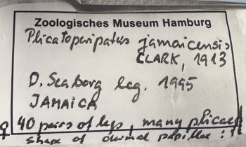Media type: image; Invertebrate Zoology 131390 Description: hand written label written by Hilke Ruhberg for IZ 131390 (Ex. MCZ IZ DNA104655);